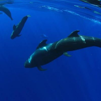 Whale and Dolphin Private Boat Trips in Tenerife South - Val- och delfinskådningsturer i Costa Adeje