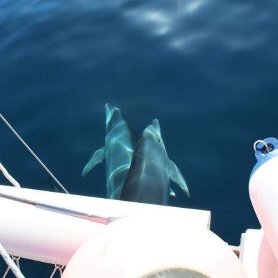 			abrazo Katamaran-Charter in Teneriffa - Opazovanje kitov: izleti z ladjo na Tenerife
