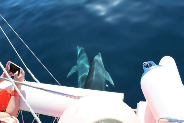 Teneriffa Katamaran-Tour um Wale und Delfine zu beobachten - 502  
