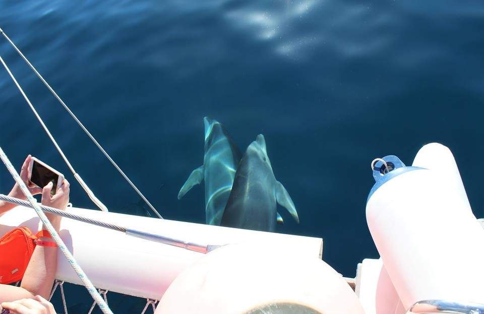 Наблюдение на китове: екскурзии с лодка в Тенерифе