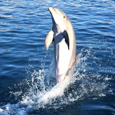 Full HD - dolphin-doing-acrobatics - Наблюдение на делфини и китове от Лос Кристианос