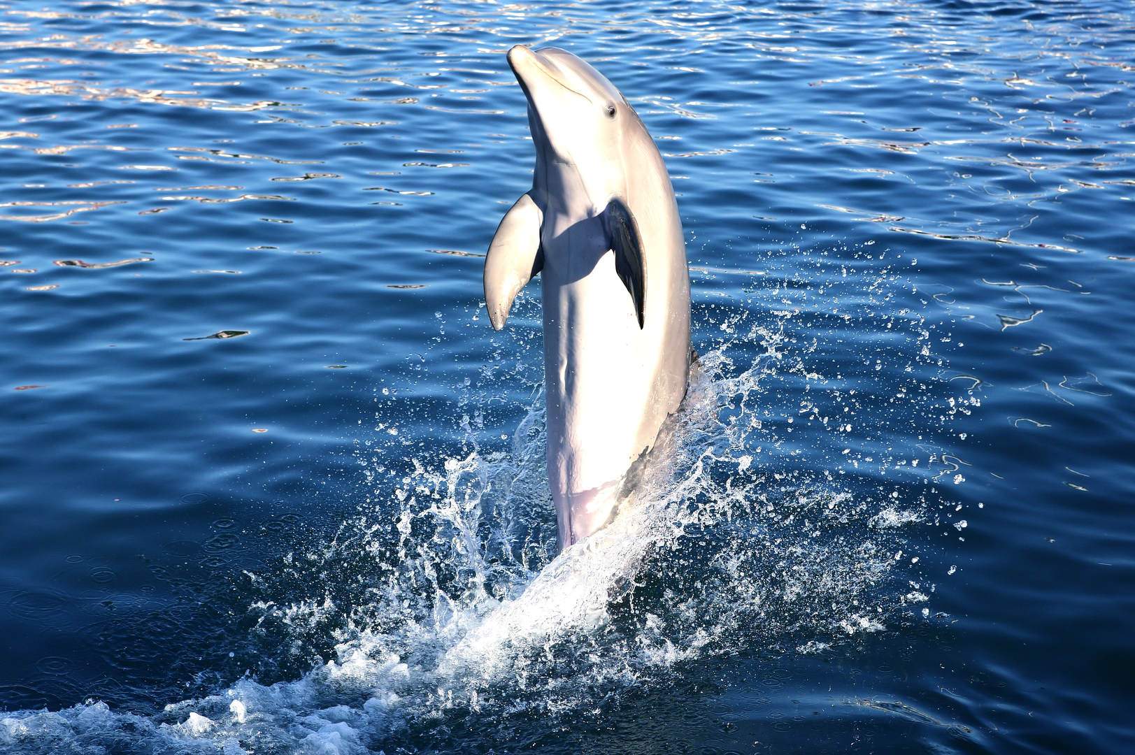 Full HD - dolphin-doing-acrobatics