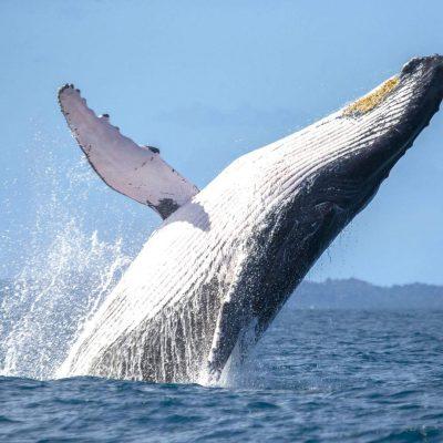  - Pozorovanie veľrýb a delfínov z Playa de las Américas