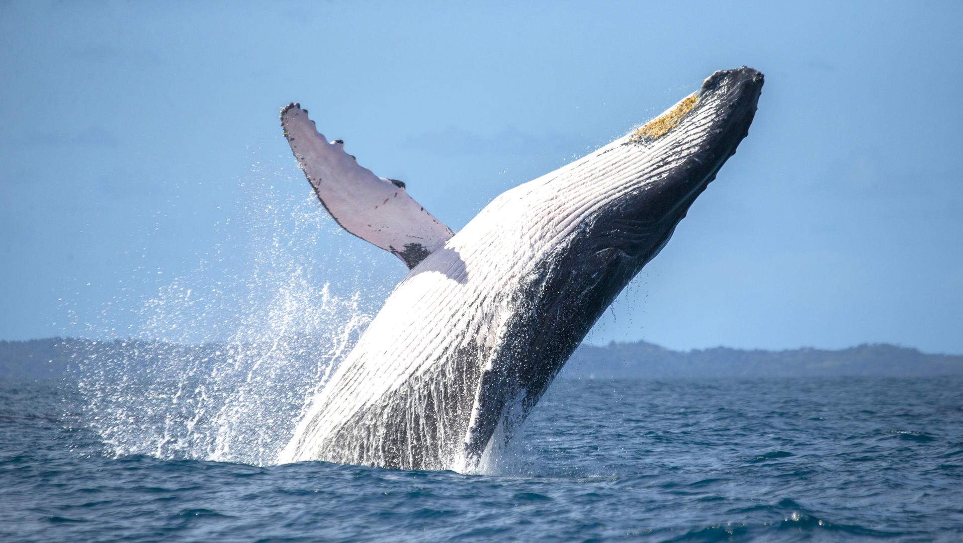 Whale and dolphin watching in Tenerife