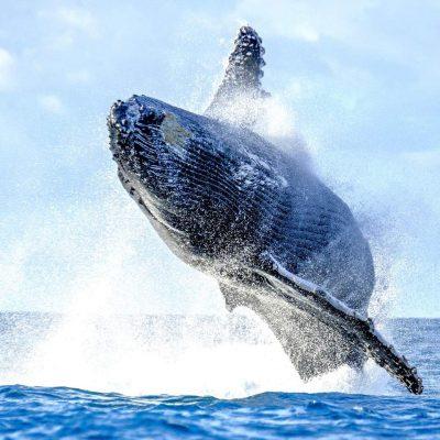 Full HD - humpback-whale-jumps-out-water-beautiful-jump-madagascar-tenerife - Наблюдение на китове и делфини от Пуерто де ла Крус с транспорт