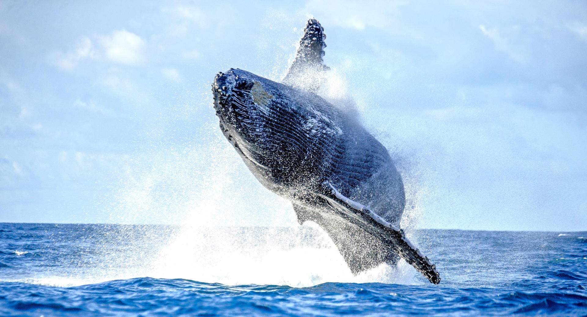 Full HD - humpback-whale-jumps-out-water-beautiful-jump-madagascar-tenerife