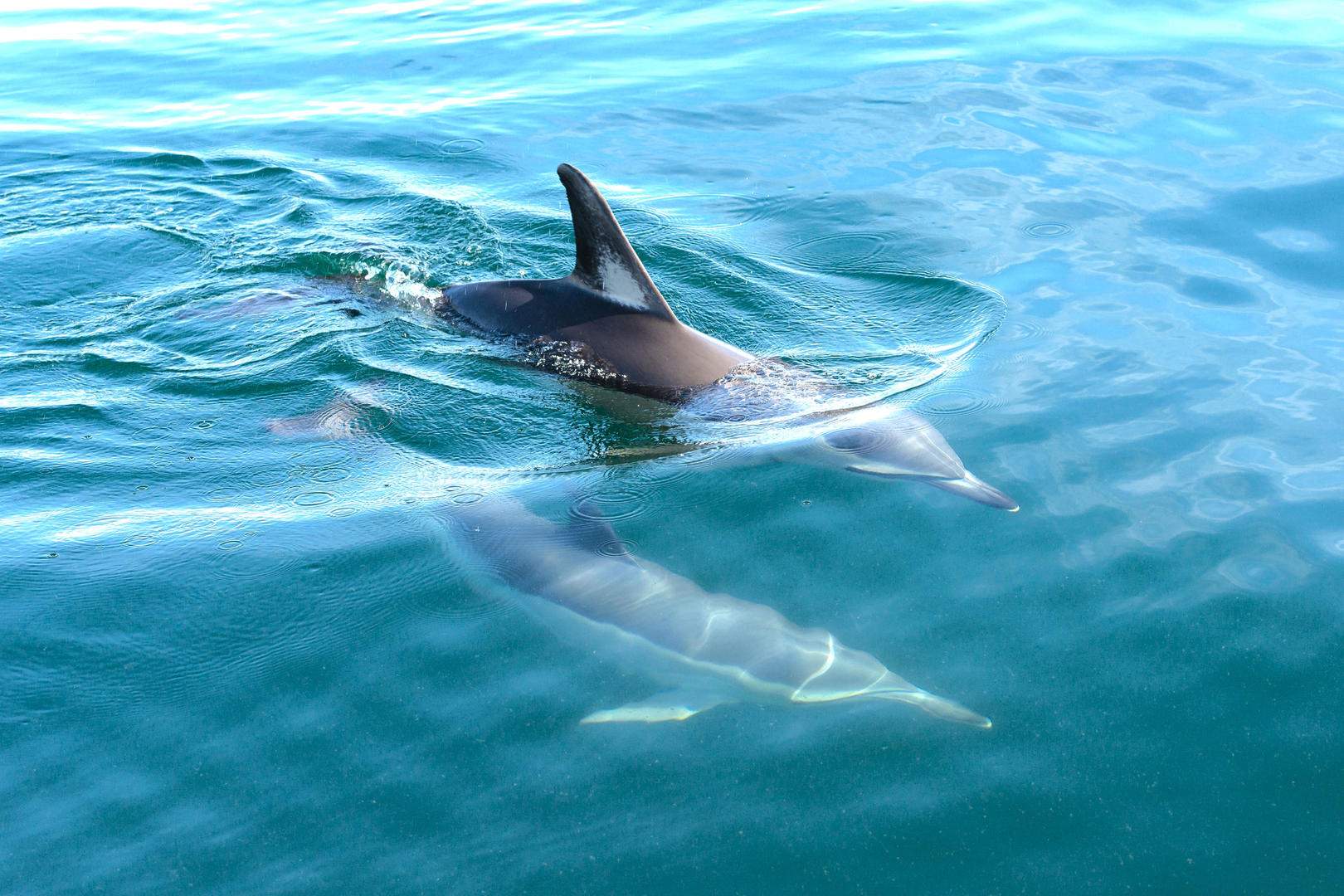 Full HD - shortbeaked-common-dolphin-delphinus-delphis-malaga-spain (1)