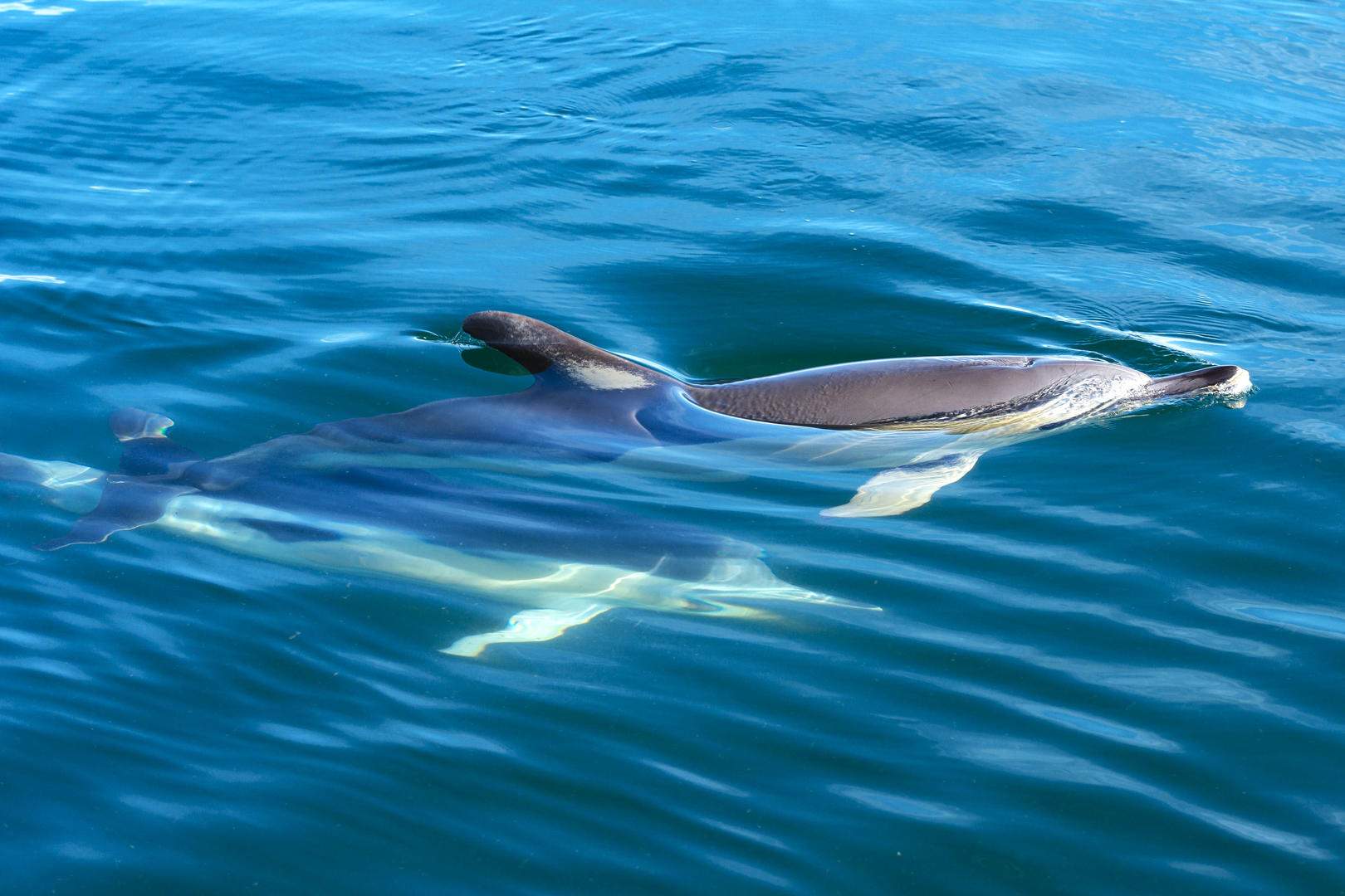 Full HD - shortbeaked-common-dolphin-delphinus-delphis-malaga-spain (3)