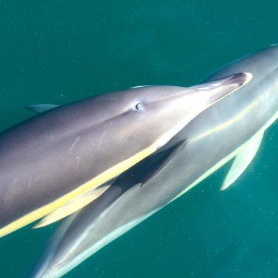 			Dolphins at the coast of Costa Adeje viewed from a boat Trip - Avistamiento de delfines y ballenas en Tenerife norte