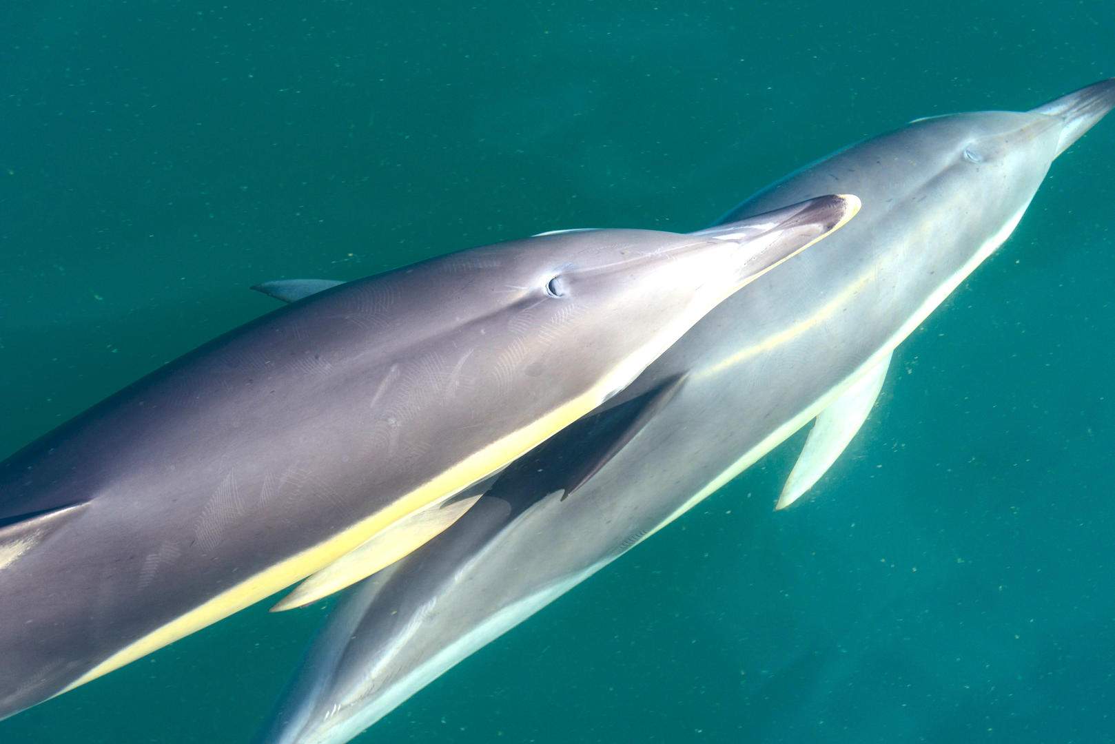Full HD - shortbeaked-common-dolphin-delphinus-delphis-malaga-spain