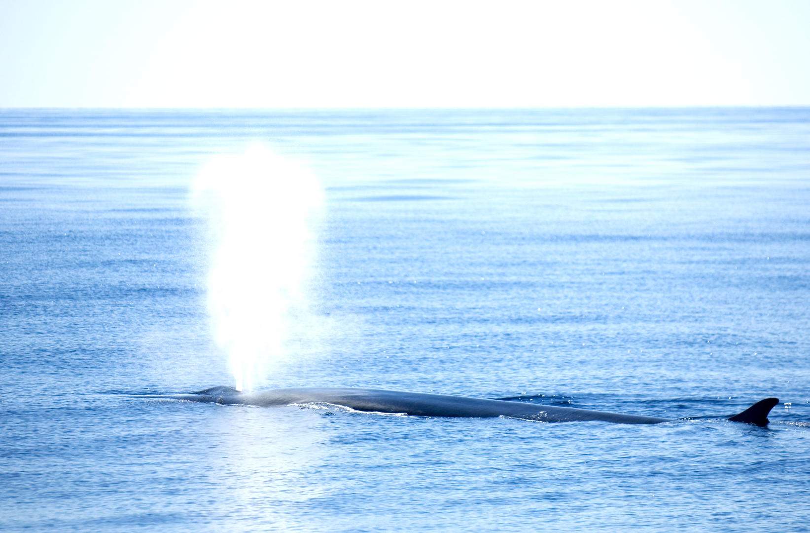 Full HD - sperm-whale-cachalotte