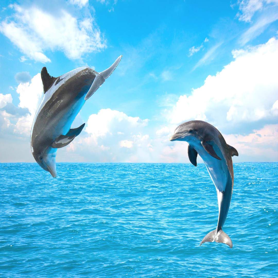 Dolphins jumping in Tenerife South