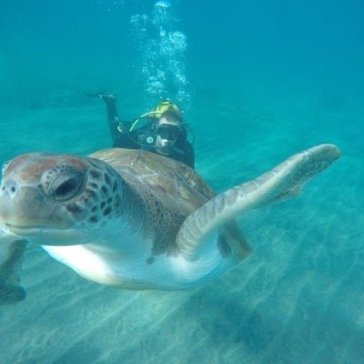 diving in tenerife south - Deportes acuáticos en Playa de las Américas