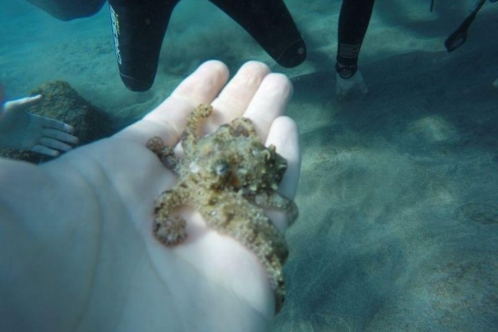 PADI Open Water Diver TauchKurs auf Teneriffa - 1230  