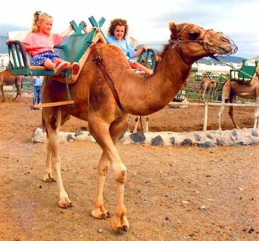 Camel Park à Tenerife Sud - 1148  