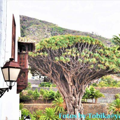 Icod de los Vinos El Drago Milenario The Dragon.min - Icod de los Vinos (drakträdet)