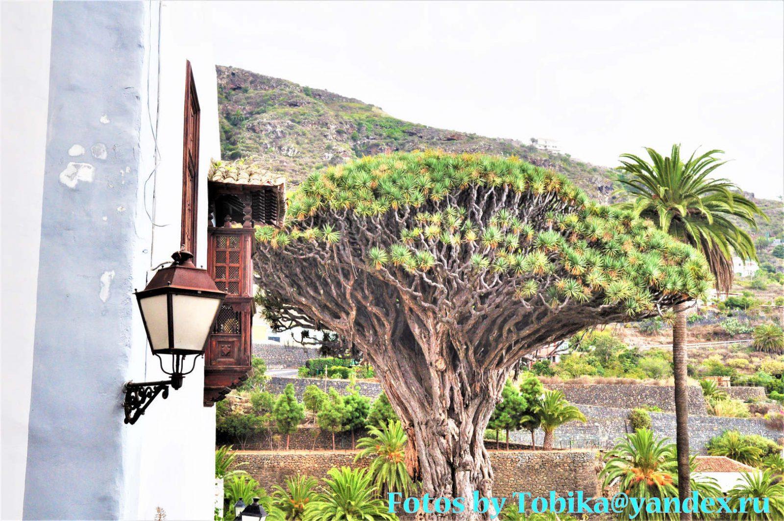 Icod de los Vinos (the dragon tree)