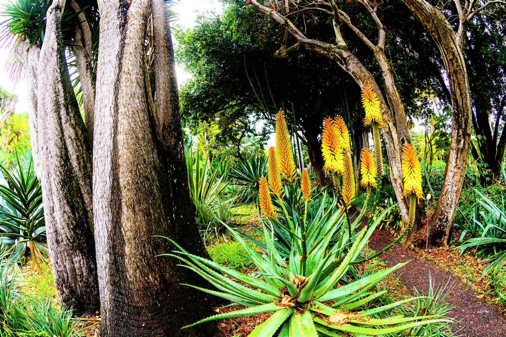 La Orotava - Tenerife - Jardin Botanico (2).min