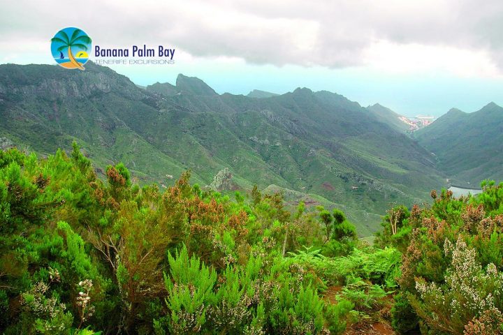 Privat tur från Santa Cruz de Tenerife för 20 deltagare - 985  
