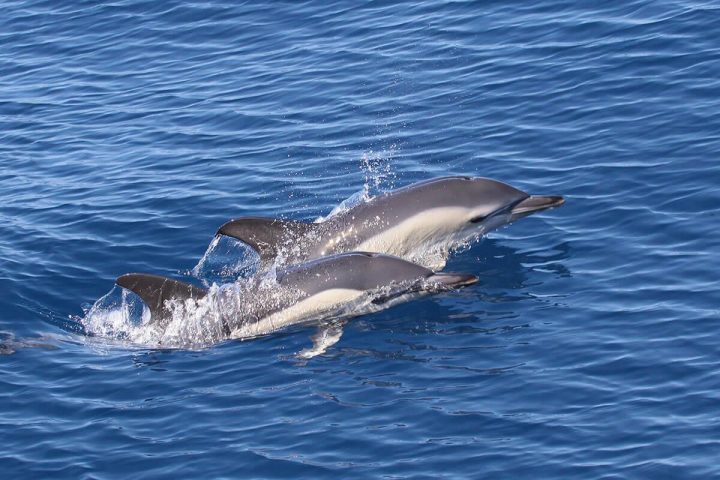 4,5 timers katamarantur på Tenerife med Royale Delfin til Los Gigantes - 1615  