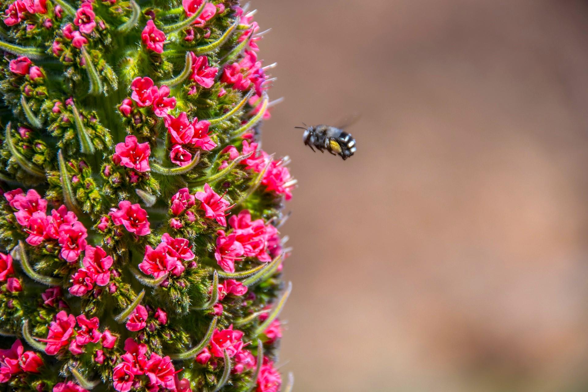 Teide Masca Grand Tour - Tajinaste en flor roja