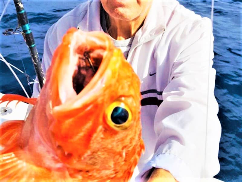 Private and shared fishing trips in Tenerife South