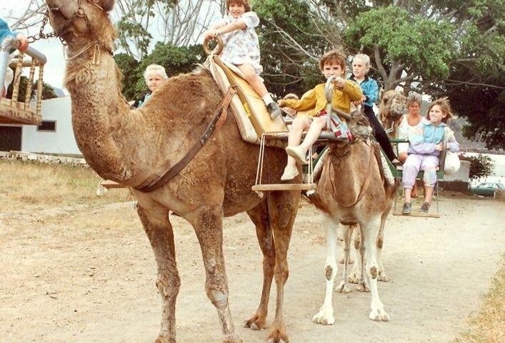Camel Park na juhu Tenerife - 1138  