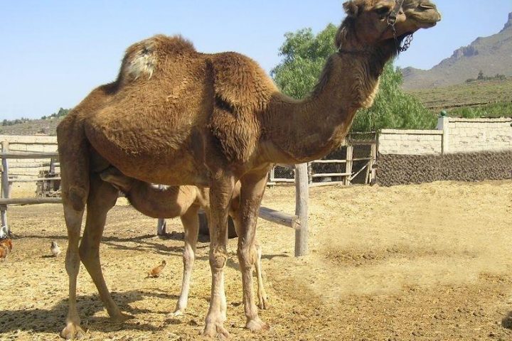 Camel Park à Tenerife Sud - 1139  