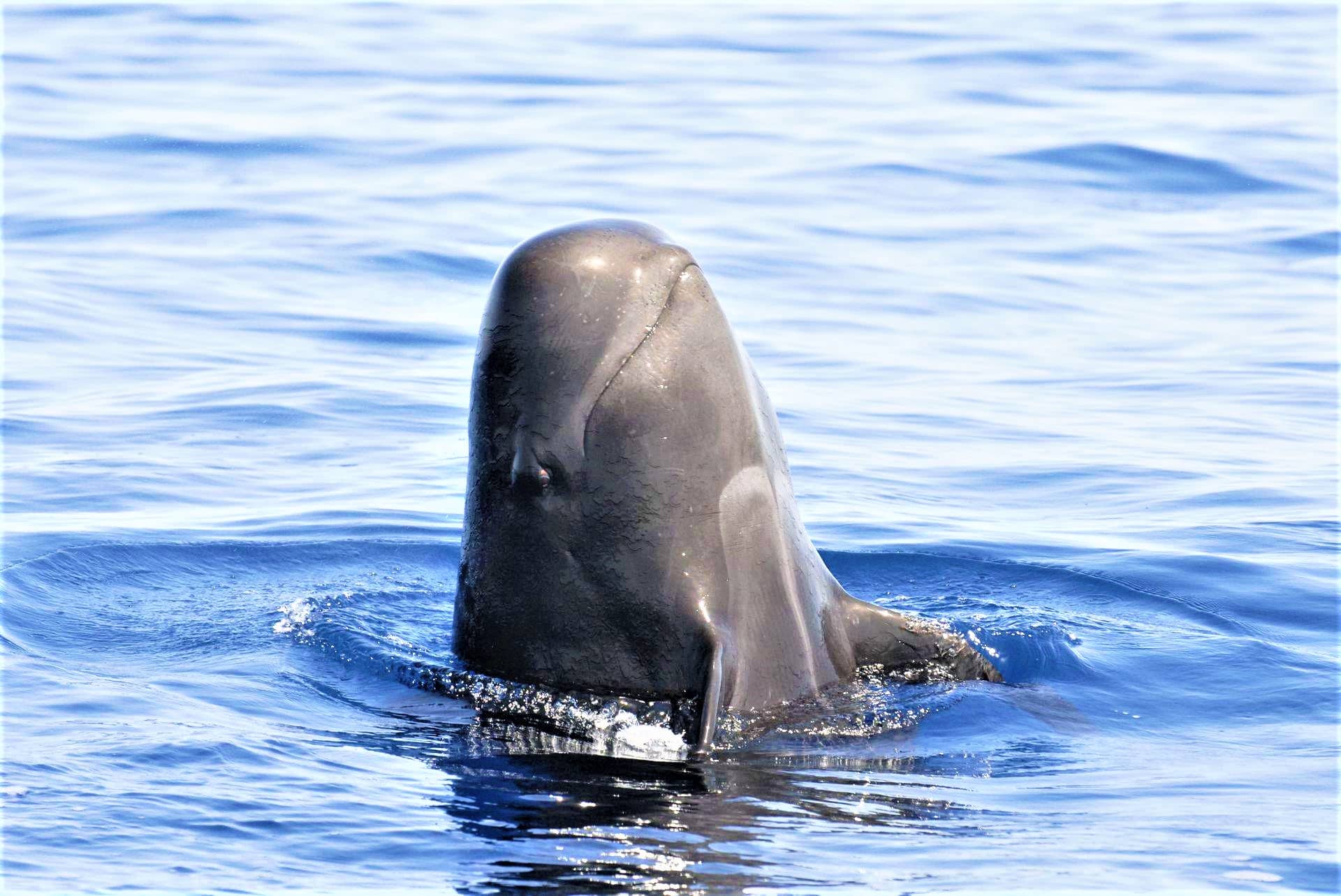 Alquilar un barco en Costa Adeje para observar ballenas y delfines