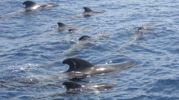 Katamarán Eden – pozorovanie morských vlkov alebo delfínov na Tenerife - 804  