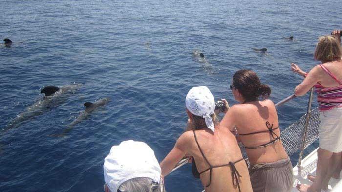 3 órás bálnafigyelő túra Tenerifén az Eden katamaránnal - 802  