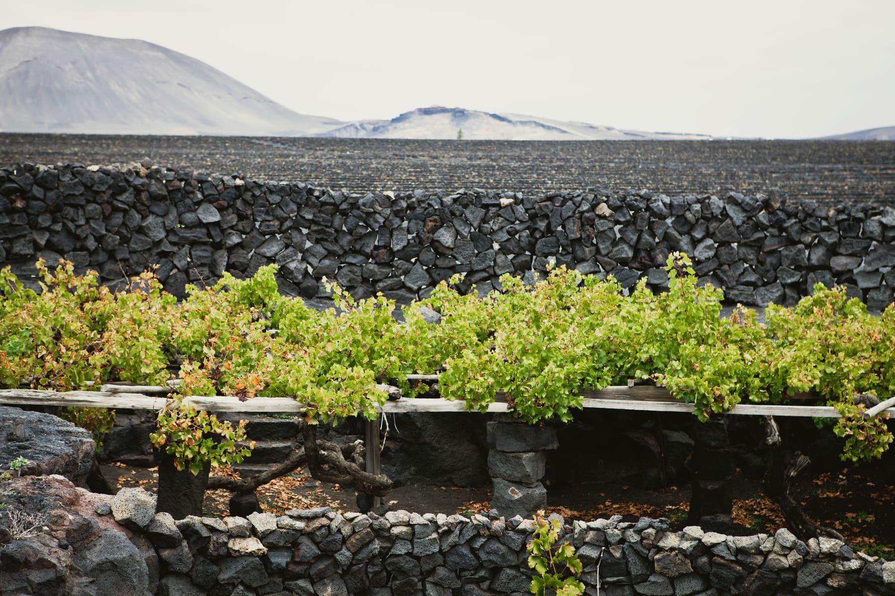 La Geria: En vinskatt på Lanzarote