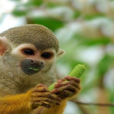 			monkey park in Tenerife South - Beždžionių parkas Tenerifės pietuose