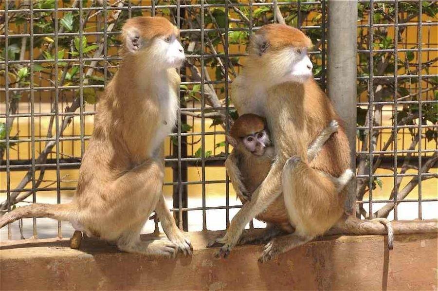 monkey park in Tenerife South