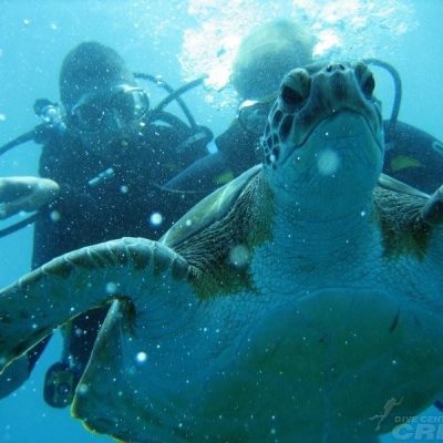 			diving in tenerife south - Kurz PADI pro pokročilé potápěče ve volné vodě na Tenerife