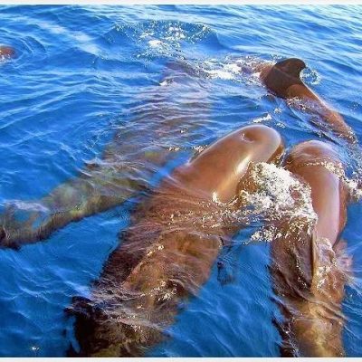 			royal delfin tenerife los gigantes (59) - Rzeczy do zrobienia w Golf del Sur