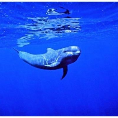 			royal delfin tenerife los gigantes (59) - Valaan tarkkailu Teneriffan eteläosassa
