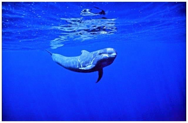 Avistamiento de cetáceos en el sur de Tenerife