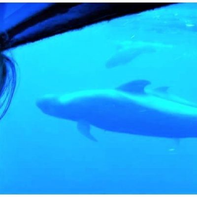 			royal delfin tenerife los gigantes (59) - Costa Adeje Pozorovanie veľrýb a delfínov