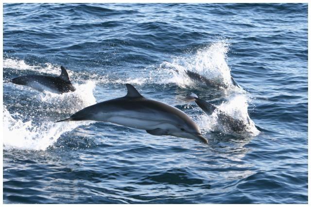royal delfin tenerife los gigantes (59)