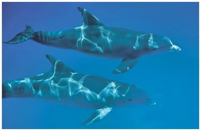 royal delfin tenerife los gigantes (59)