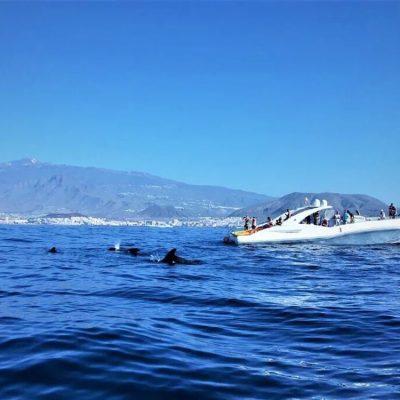 speedboat-opera-60-tenerife-private-luxury-yacht (4) speedboat-opera-60-tenerife-private-luxury-yacht (3)