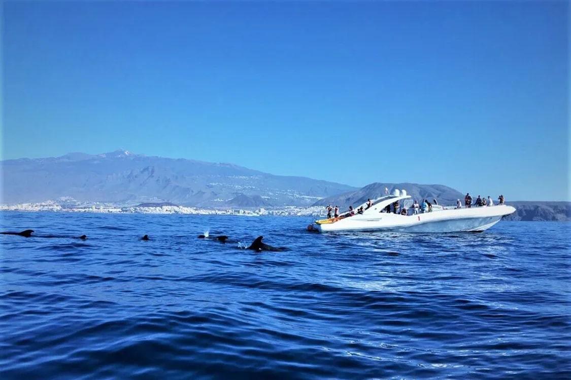 Wale spielen in der Nähe des Bootes in Costa Adeje